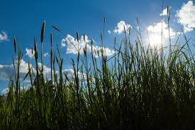 Sommarbild